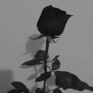 Mi Rosa Negra