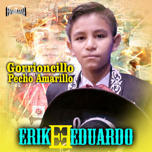 Gorrioncillo Pecho Amarillo