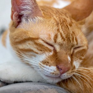 Melodías Tranquilas De Gatitos