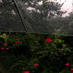 雨纷纷 (旧故里草木生)封面