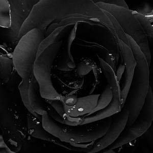 Black Rose