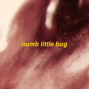 numb little bug