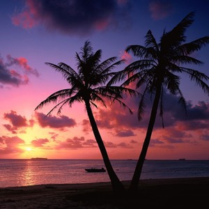 Tropicana