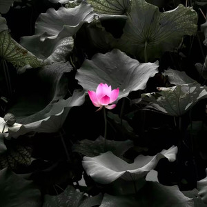 无声潮音 - 扪心自问