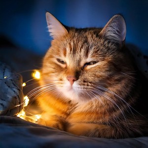 Auditory Illusion - Soothe Night Cat Music