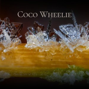 Coco Wheelie