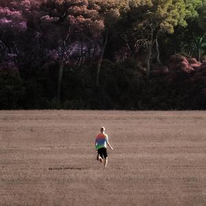 sunflowers and their landscapes