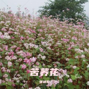 苦荞花