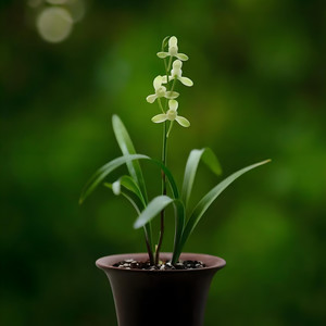 兰花草