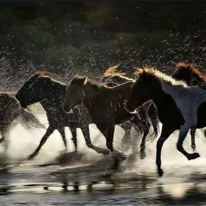 从不认输 (DJ版)