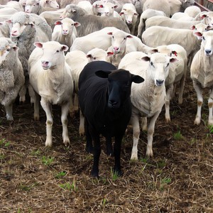 Synonymous with greatness (Explicit)