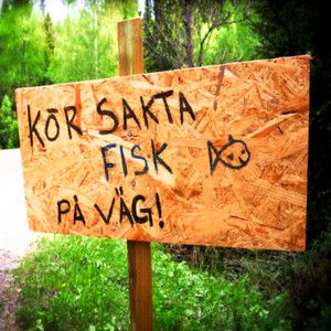 Kör sakta fisk på väg!