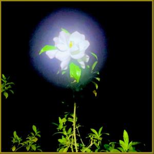 City Lights From The Backseat Of A Car