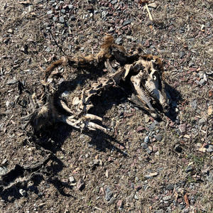 SEVERYAHEAD (feat. LXXIV, Citrate & Kashimotu) (Explicit)