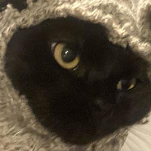 Cgsongs & T0ny - Tony 101 (Explicit)