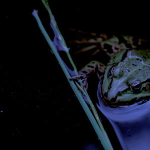 Frogs (Explicit)