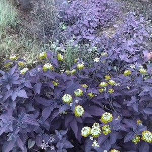 sapientdream-9102.6.25凌晨1：41 (Xanax / 司机$ideKick remix)