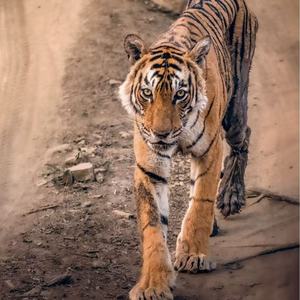 SomeLove - 箭头女王(老虎)