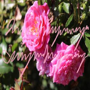 phone Call (feat. Frostxy!)