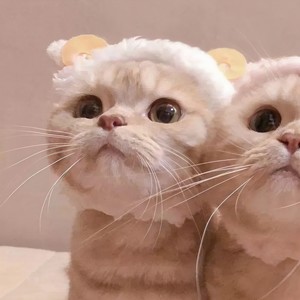 口是心非 (女生版)