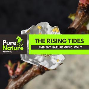 Hummingbird Sound for Concentration (Single Version)