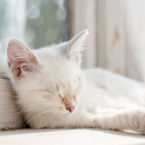 Calm Cat Symphony: Rainy Evenings with Piano Purr