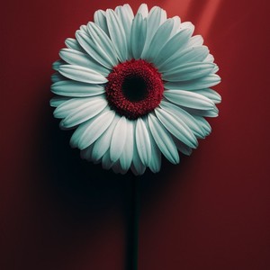 Flowers (Piano)