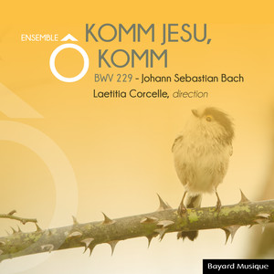 Komm, Jesu, komm, in G Minor, BWV 229 ; BC C 3 - Komm, Jesu, komm, BWV 229 ; BC C 3