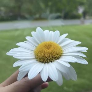 Princess In A Fallen Kingdom