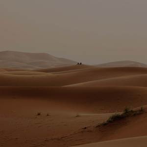 Elliott - Sweet Cell