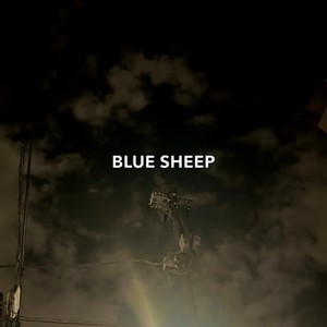 BLUE SHEEP