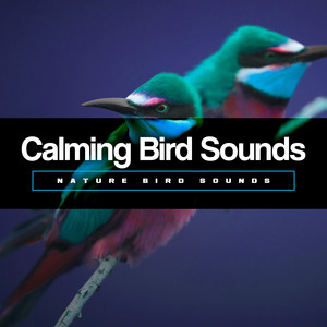 Calming Bird Sounds