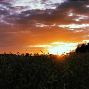 kto nie ryzykuje ten nie je kukurydzy pastewnej (Explicit)