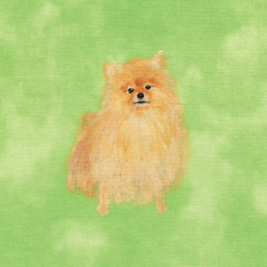 pomeranian