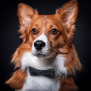 Olfateando La Melodía