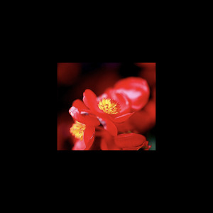 《花儿为什么这样红》