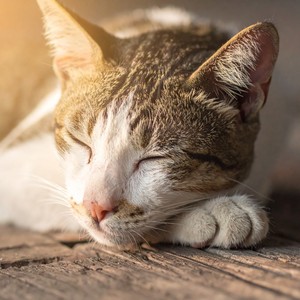 Ritmos Suaves Para La Comodidad Del Gatito