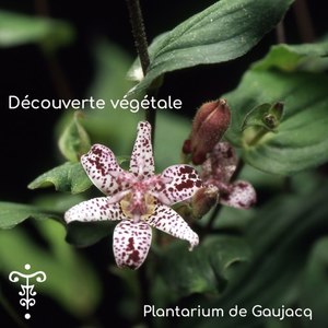 Fougère Woodwardia orientalis