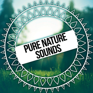 Pure Nature Sounds – Ambient Nature Sounds for Relaxation with Meditation, Best Streaming Music