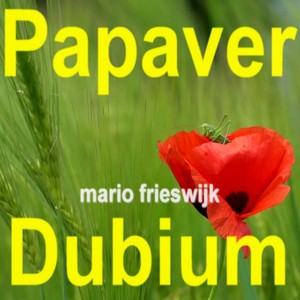 Papaver Dubium