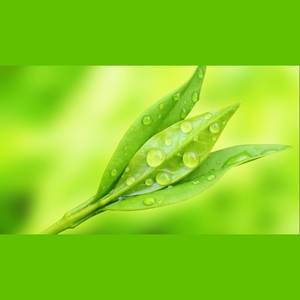 乔鸿昌 - 青青草与蓝宝石