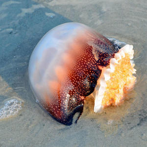 I Forgot To Pack For College (feat. BBCDaddy) (Explicit)