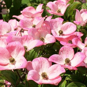 ハナミズキ (feat. 一青窈) (100 years after the waterfront remix)