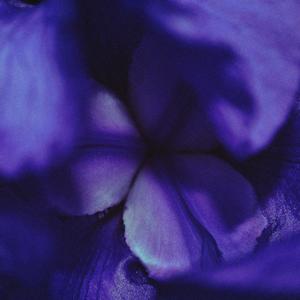butterfly pea flower
