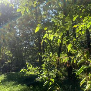 WYMA (feat. 7vnbanz) (Explicit)