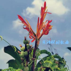 永远的心痛