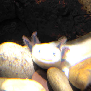 rollover (feat. Willow) (Explicit)