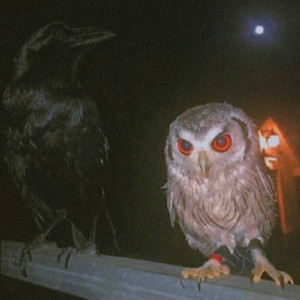 The Crow & the Owl (Explicit)