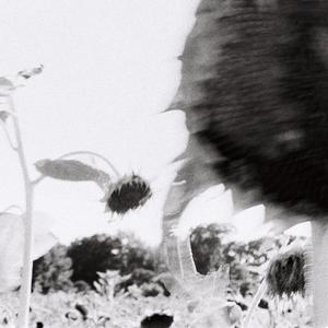 Blue Cactus - Resolution