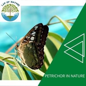Petrichor in Nature
